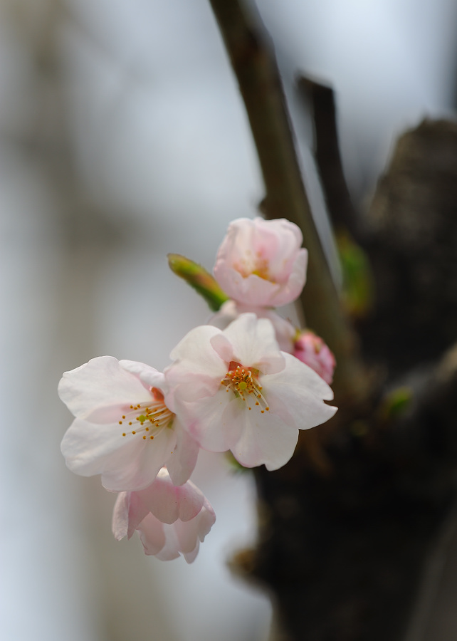 桜が咲いたぞ～_f0075373_23543060.jpg