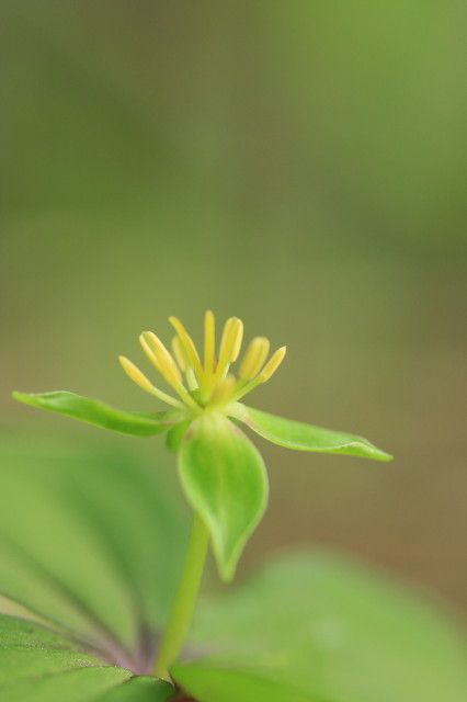 野草園_c0148777_2024890.jpg