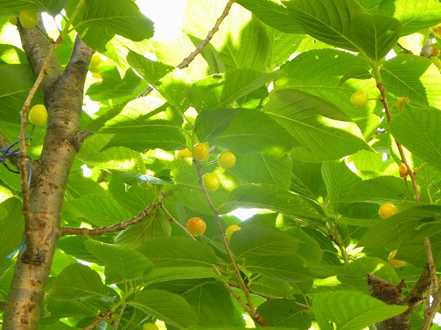 c0176183_22212251.jpg