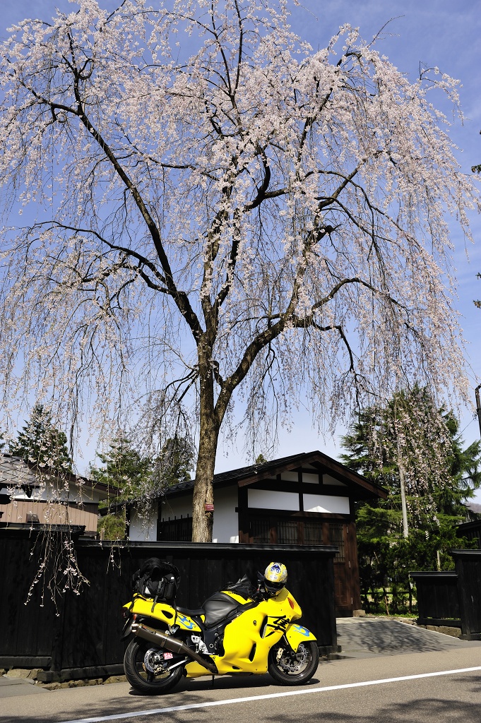 角館　隼と枝垂桜_e0171886_1538283.jpg