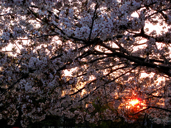 夕日と桜のコラボ_b0083801_0471727.jpg