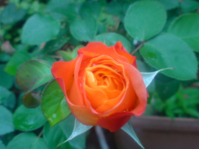 f0052603_23113577.jpg