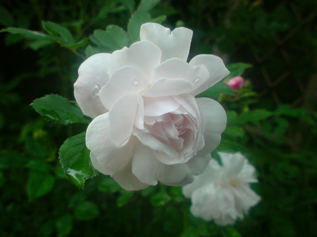 f0052603_2325792.jpg