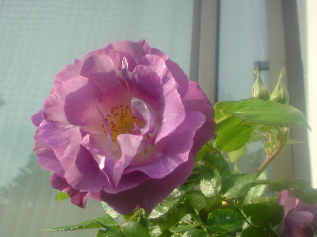 f0052603_234734.jpg