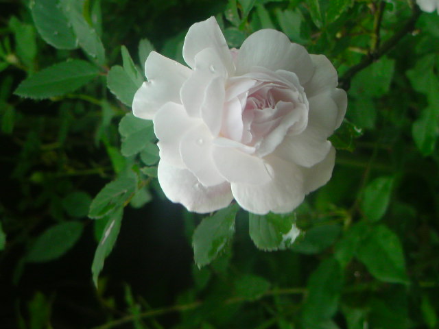 f0052603_23536.jpg