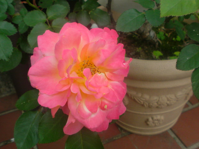 f0052603_236970.jpg