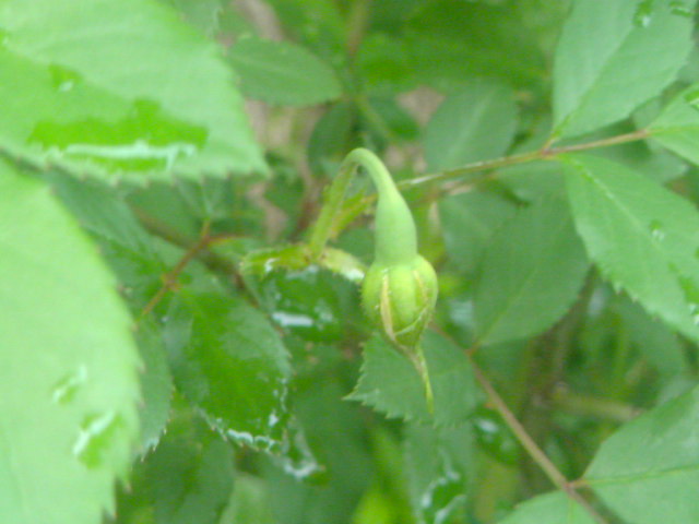 f0052603_238824.jpg