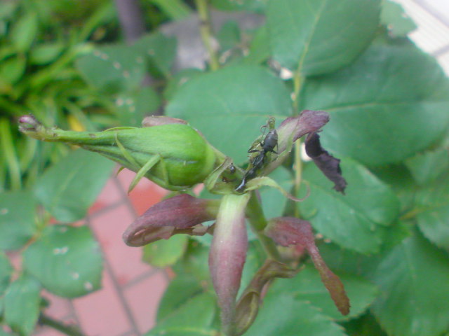 f0052603_2393265.jpg