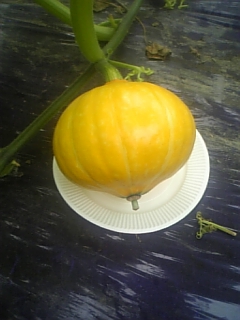 かぼちゃ 　紅爵_d0026905_12154012.jpg