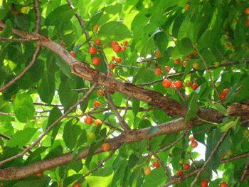 a0116106_1703813.jpg