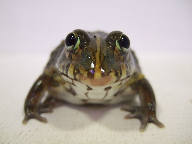 ドワーフアフリカウシガエル ワイルド個体 ６８００ 爬虫類 販売 専門店 飼育相談 関西レプタイルプロ