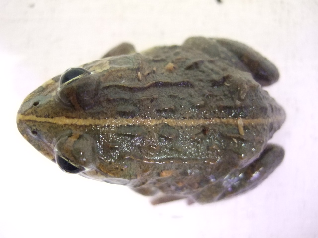 ドワーフアフリカウシガエル ワイルド個体 ６８００ 爬虫類 販売 専門店 飼育相談 関西レプタイルプロ