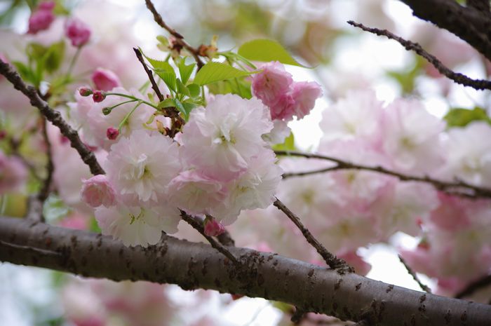 桜の続き・・・そしてさようなら　ありがとう今年も逢えたね_b0151409_20434865.jpg