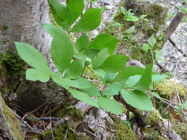 f0182513_11563833.jpg