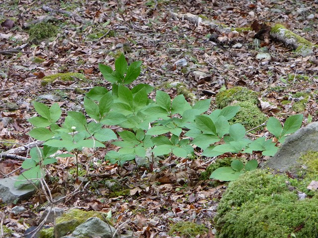 f0182513_11572223.jpg