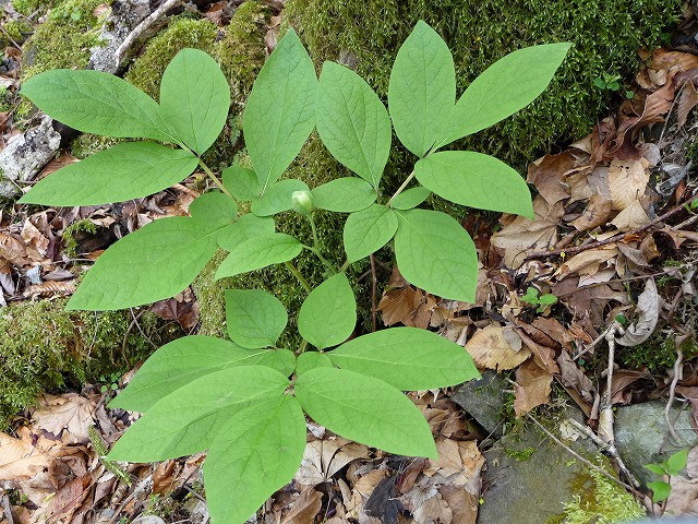 f0182513_12212944.jpg