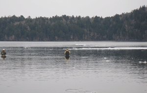 a0086316_10213085.gif