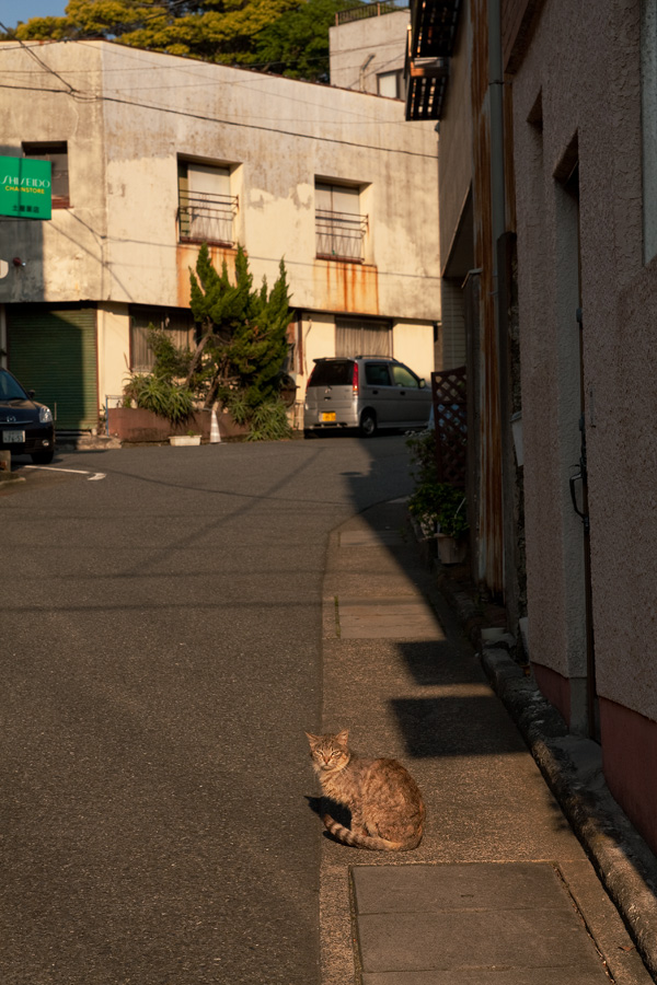 路地裏ニャンコ_b0147624_944725.jpg