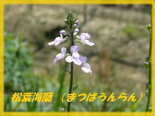 c0009528_859246.jpg