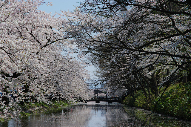 桜前線を追いかけて_d0108029_220368.jpg