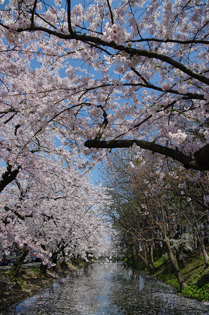 桜前線を追いかけて_d0108029_2212317.jpg