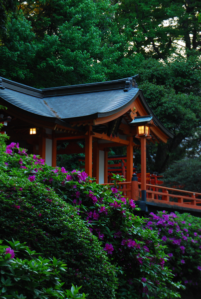 つつじまつり～根津神社～_f0177129_2052530.jpg