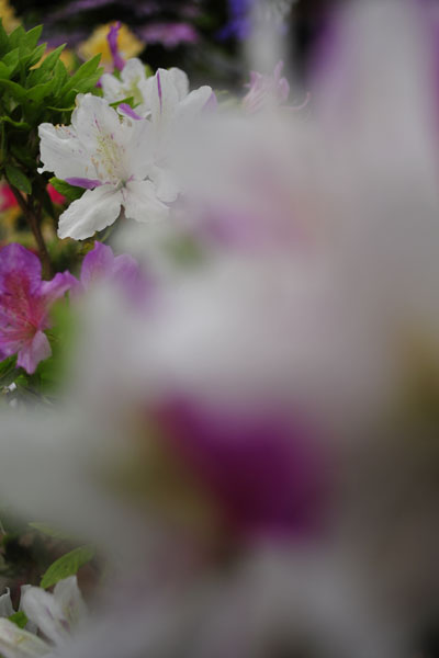 c0182231_20524516.jpg
