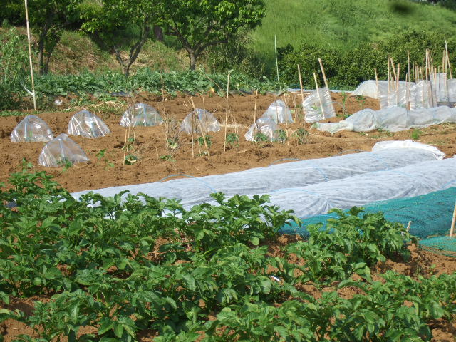 夏野菜...果実...の植え付け_b0137932_12535645.jpg