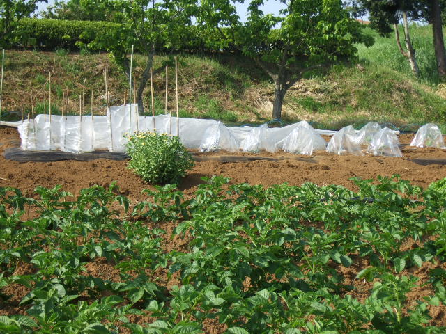 夏野菜...果実...の植え付け_b0137932_12544647.jpg