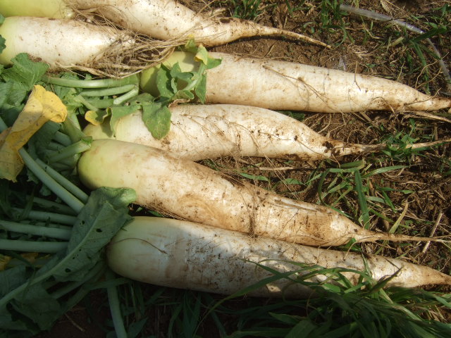 夏野菜...果実...の植え付け_b0137932_12565027.jpg