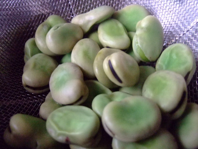 夏野菜...果実...の植え付け_b0137932_12571360.jpg