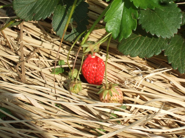 夏野菜...果実...の植え付け_b0137932_1257324.jpg