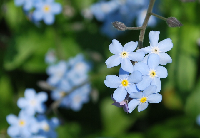 色々な花が・・・_b0155640_21483326.jpg