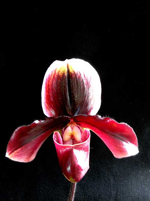 Paph.Hamana Reef x Paeony \' Clover\'_b0135345_1517385.jpg