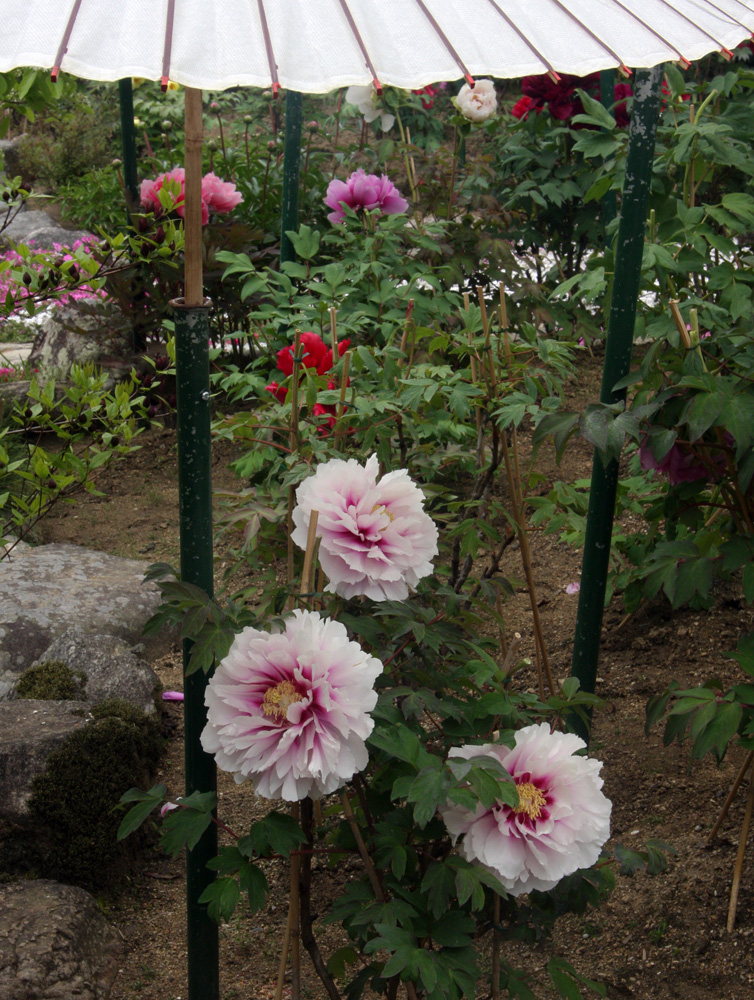 葛城市　当麻寺　牡丹_c0108146_2057265.jpg