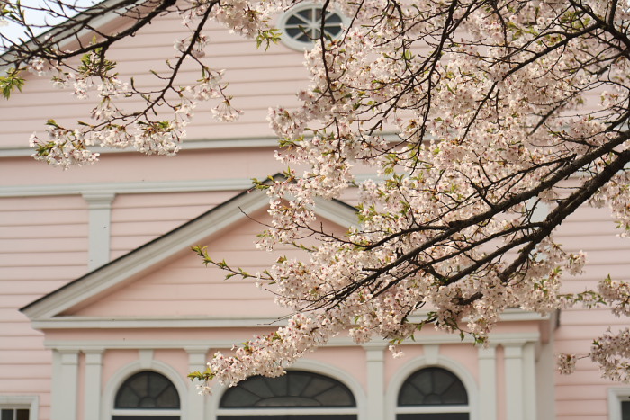 遺愛の桜_f0065847_233258.jpg