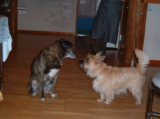c0147548_13595452.gif