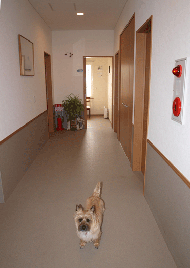 c0147548_1533547.gif