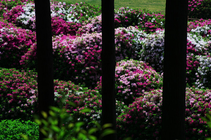 咲き乱れる、春(三室戸寺)_f0155048_22221916.jpg