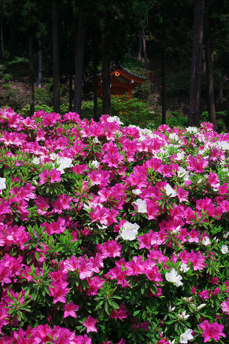 咲き乱れる、春(三室戸寺)_f0155048_22255351.jpg