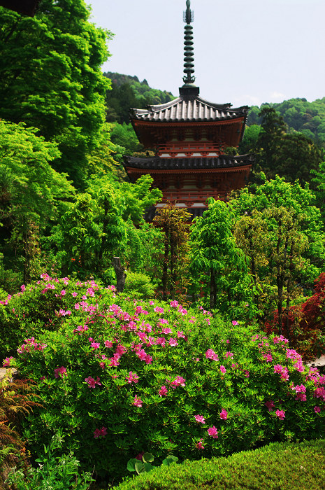 咲き乱れる、春(三室戸寺)_f0155048_22292910.jpg