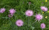 b0148050_22364932.jpg