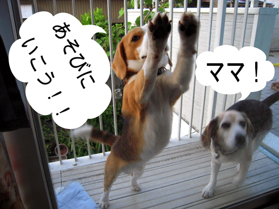 b0005652_1925412.gif