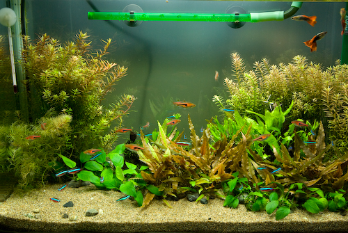 60cm水槽レイアウト変更 水槽をぼけっと眺める 60cm水槽レイアウト変更 水槽をぼけっと眺める
