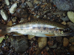 毒流しのあった谷へ”釣”査に！_a0116261_2324775.jpg