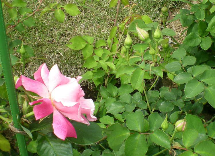 2009年5月3日(日)お花まっ盛り~~~!_f0060461_1955282.jpg