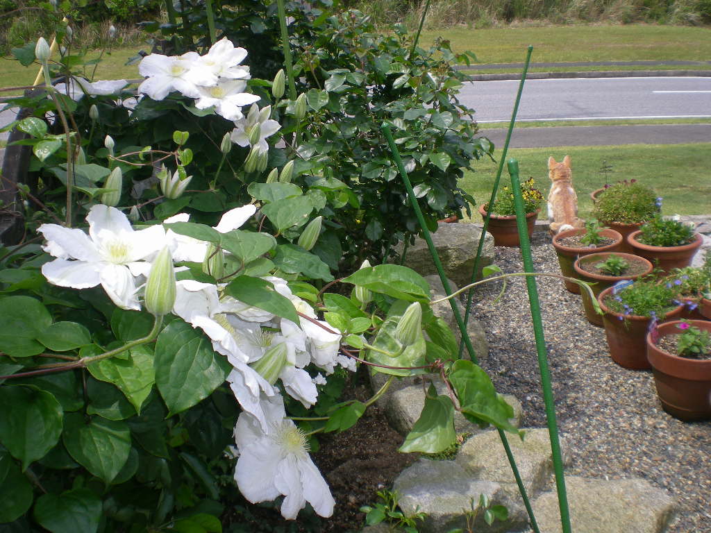 2009年5月3日(日)お花まっ盛り~~~!_f0060461_19571452.jpg