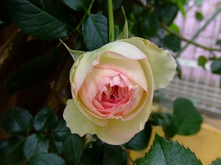 a0104162_22364258.jpg