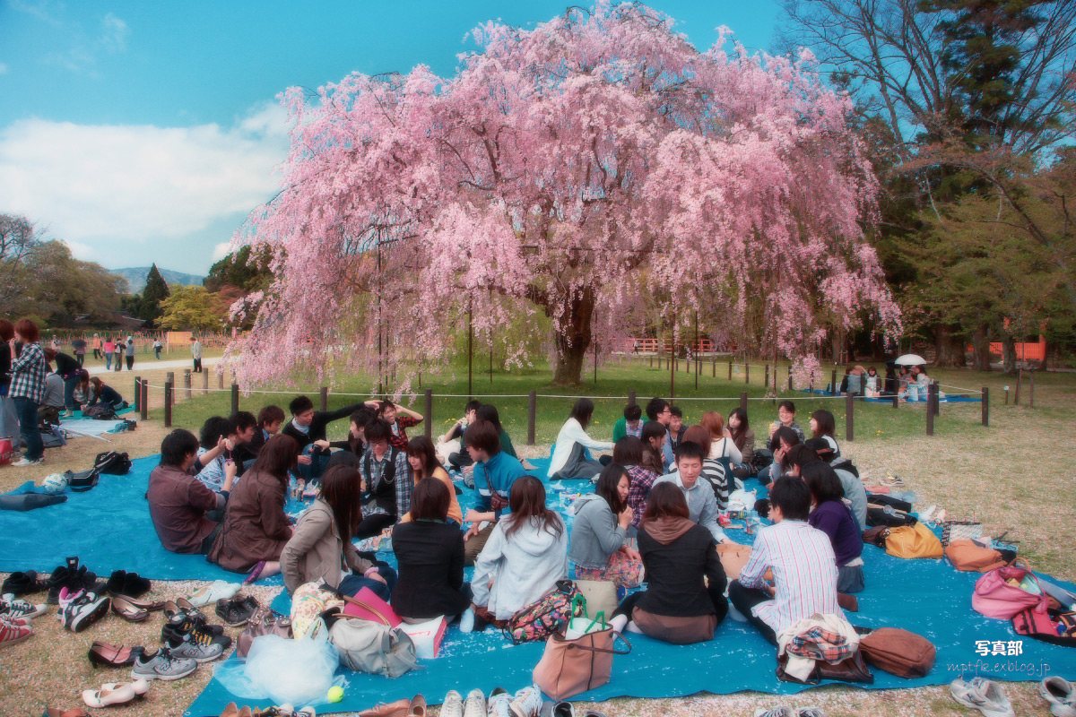 上賀茂神社 賀茂別雷神社 桜 写真部