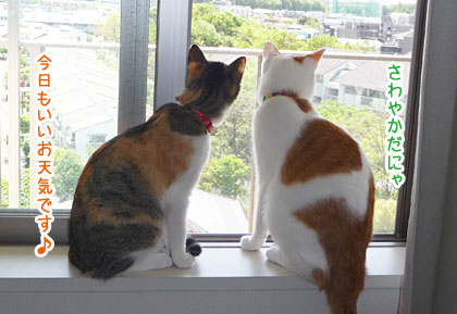飽きない雷蔵 梅蔵猫日記